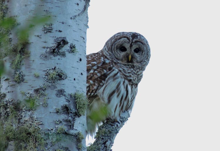 barred owl